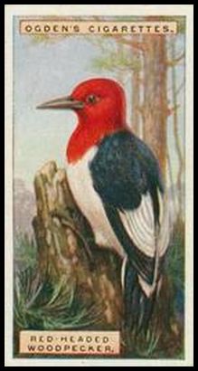 50 Red headed Woodpecker